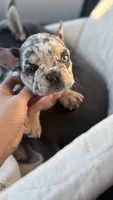 Wolverine, a male French Bulldog for sale in Winthrop, MA – 1 of 3