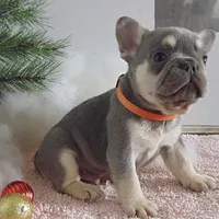 Theo, a male French Bulldog for sale in Winthrop, MA – Photo 1 of 2