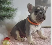 Theo, a male French Bulldog for sale in Winthrop, MA – Photo 1 of 2