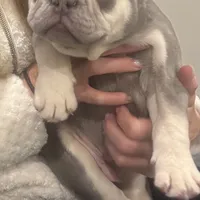 Theo, a male French Bulldog for sale in Winthrop, MA – Photo 2 of 2