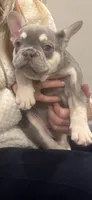 Theo, a male French Bulldog for sale in Winthrop, MA – Photo 2 of 2
