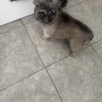 Sunny, a female French Bulldog for sale in Winthrop, MA – Photo 1 of 2