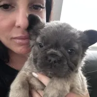 Sunny, a female French Bulldog for sale in Winthrop, MA – Photo 2 of 2