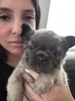 Sunny, a female French Bulldog for sale in Winthrop, MA – Photo 2 of 2