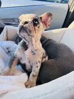 Wolverine, a male French Bulldog for sale in Winthrop, MA – 2 of 3