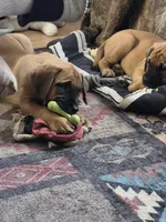 Laverne, a female English Mastiff for sale in Pembine, WI – 6 of 10