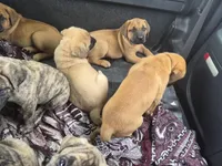 Laverne, a female English Mastiff for sale in Pembine, WI – 9 of 10