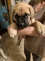 Laverne, a female English Mastiff for sale in Pembine, WI – 5 of 10