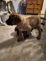Shirley , a female English Mastiff for sale in Pembine, WI – 5 of 5