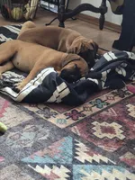 Shirley , a female English Mastiff for sale in Pembine, WI – 2 of 5
