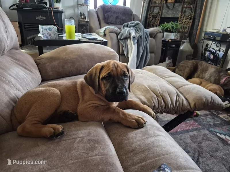 Shirley  – English Mastiff puppy on hold in Pembine, WI