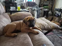Shirley , a female English Mastiff for sale in Pembine, WI – 1 of 5