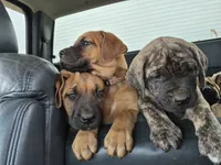 Laverne, a female English Mastiff for sale in Pembine, WI – 10 of 10