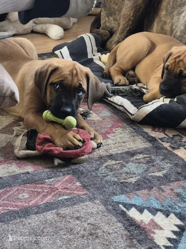 Laverne – English Mastiff puppy for sale in Pembine, WI
