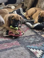 Laverne, a female English Mastiff for sale in Pembine, WI – 4 of 10