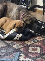 Laverne, a female English Mastiff for sale in Pembine, WI – 7 of 10