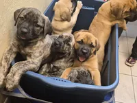 Laverne, a female English Mastiff for sale in Pembine, WI – 3 of 10