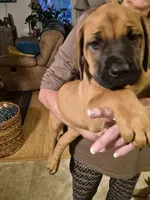 Shirley , a female English Mastiff for sale in Pembine, WI – 3 of 5