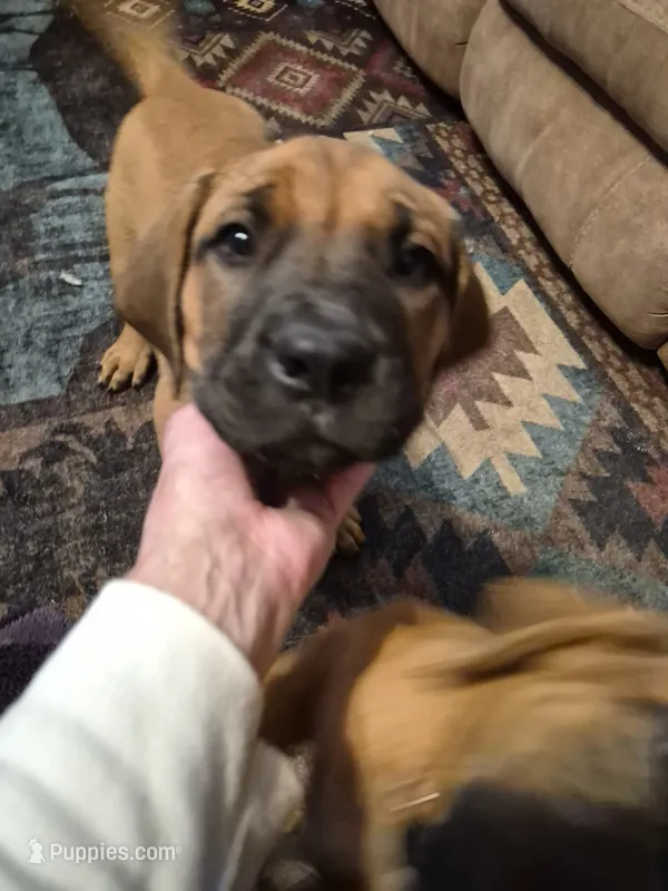 Laverne – English Mastiff puppy for sale in Pembine, WI