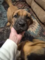 Laverne, a female English Mastiff for sale in Pembine, WI – 1 of 10