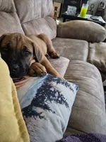 Shirley , a female English Mastiff for sale in Pembine, WI – 4 of 5