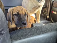 Laverne, a female English Mastiff for sale in Pembine, WI – 8 of 10