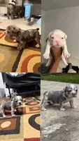 You pick, a male American Bully for sale in Conyers, GA – 4 of 6