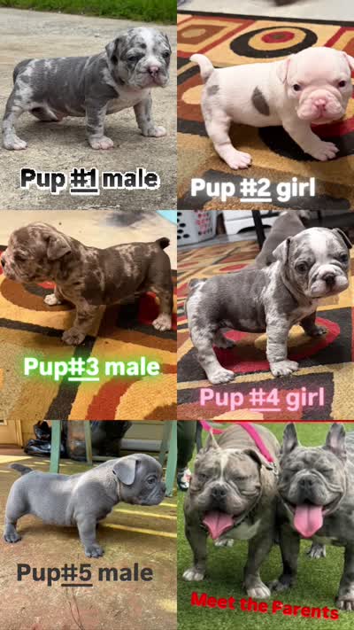 You pick, a male American Bully for sale in Conyers, GA – 3 of 6