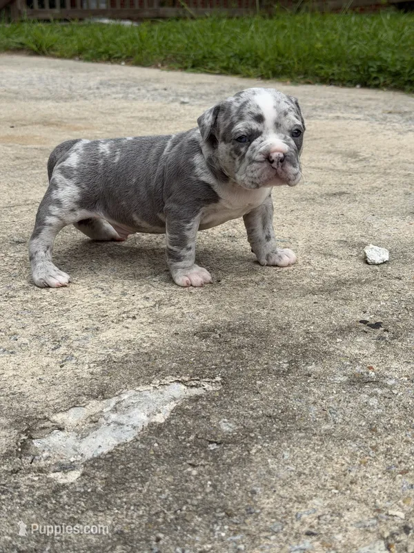You pick – American Bully puppy for sale in Conyers, GA