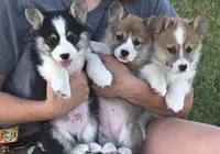Rosalina, a female Pembroke Welsh Corgi for sale in New Salem, ND – 3 of 5
