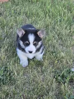 Mario, a male Pembroke Welsh Corgi for sale in New Salem, ND – 4 of 5