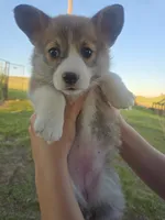 Rosalina, a female Pembroke Welsh Corgi for sale in New Salem, ND – 4 of 5