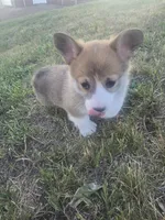 Rosalina, a female Pembroke Welsh Corgi for sale in New Salem, ND – 5 of 5