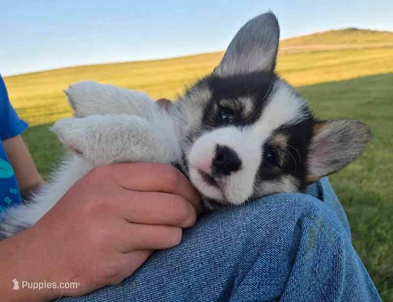 Mario – Pembroke Welsh Corgi puppy for sale in New Salem, ND