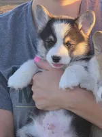 Mario, a male Pembroke Welsh Corgi for sale in New Salem, ND – 3 of 5