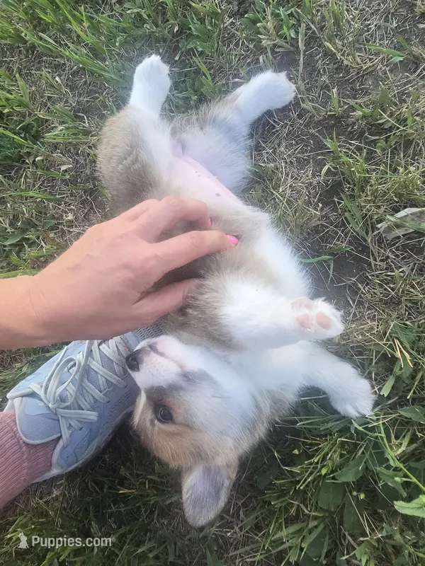 Rosalina – Pembroke Welsh Corgi puppy for sale in New Salem, ND