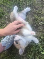 Rosalina, a female Pembroke Welsh Corgi for sale in New Salem, ND – 1 of 5