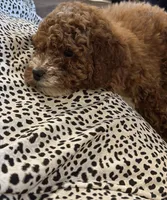 Hunter , a male Poodle - Toy  for sale in Davenport, FL – Photo 2 of 2