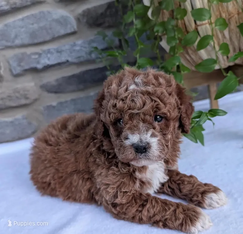 Hunter  – Poodle - Toy  puppy for sale in Davenport, FL