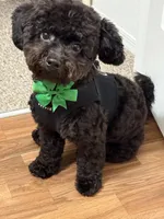 Alix , a female Havanese and Poodle - Toy  for sale in Daphne, AL – Photo 3 of 4