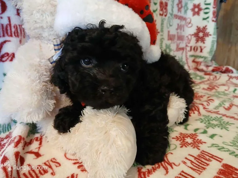 Alix  – Havanese, Poodle - Toy  puppy for sale in Daphne, AL