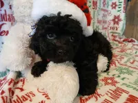 Alix , a female Havanese and Poodle - Toy  for sale in Daphne, AL – Photo 1 of 4