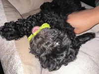 Alix , a female Havanese and Poodle - Toy  for sale in Daphne, AL – Photo 4 of 4