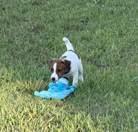 On Hold with Deposit, AKC Champion Sired, Elite Bred (Snickers) , a male Jack Russell Terrier for sale in Mount Gilead, NC – 6 of 10