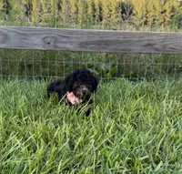 AKC Reg. Elite Bred, 18 Champions & Grands CH. in Pedigree ( Sylvie), a female Poodle - Miniature  for sale in Mount Gilead, NC – 3 of 8