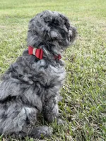 AKC Reg, 18 Champions in Pedigree (Fabio), a male Poodle - Miniature  for sale in Mount Gilead, NC – 6 of 9