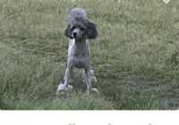 AKC ( Tyler) On Hold, a male Poodle - Miniature  for sale in Mount Gilead, NC – Photo 8 of 8