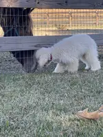 AKC ( Tyler) On Hold, a male Poodle - Miniature  for sale in Mount Gilead, NC – Photo 5 of 8