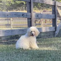 AKC ( Tyler) On Hold, a male Poodle - Miniature  for sale in Mount Gilead, NC – Photo 2 of 8