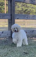 AKC ( Tyler) On Hold, a male Poodle - Miniature  for sale in Mount Gilead, NC – Photo 4 of 8